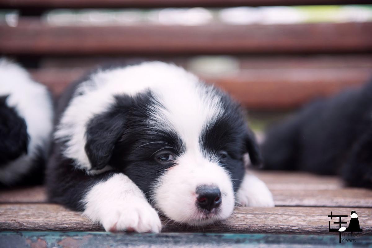 边牧最新视频，探索边境牧羊犬的无限魅力