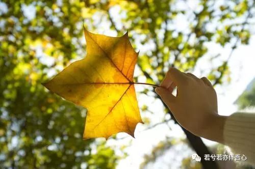 黄枫雨天最新