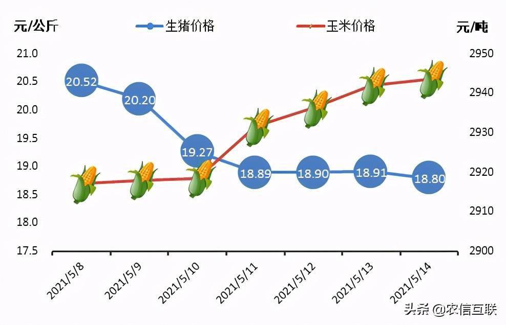 最新猪价早报，市场波动背后的深层原因与未来趋势分析