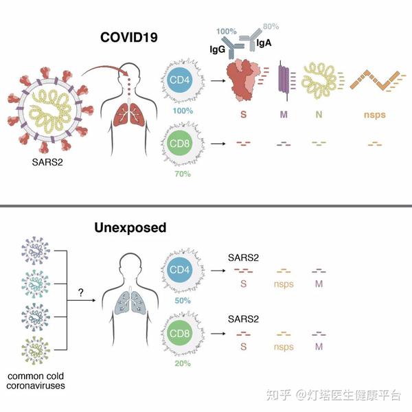 新冠病毒最新表现，变异、传播与防控策略