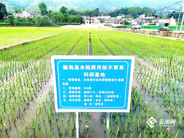 施甸最新干部，引领地方发展的新力量