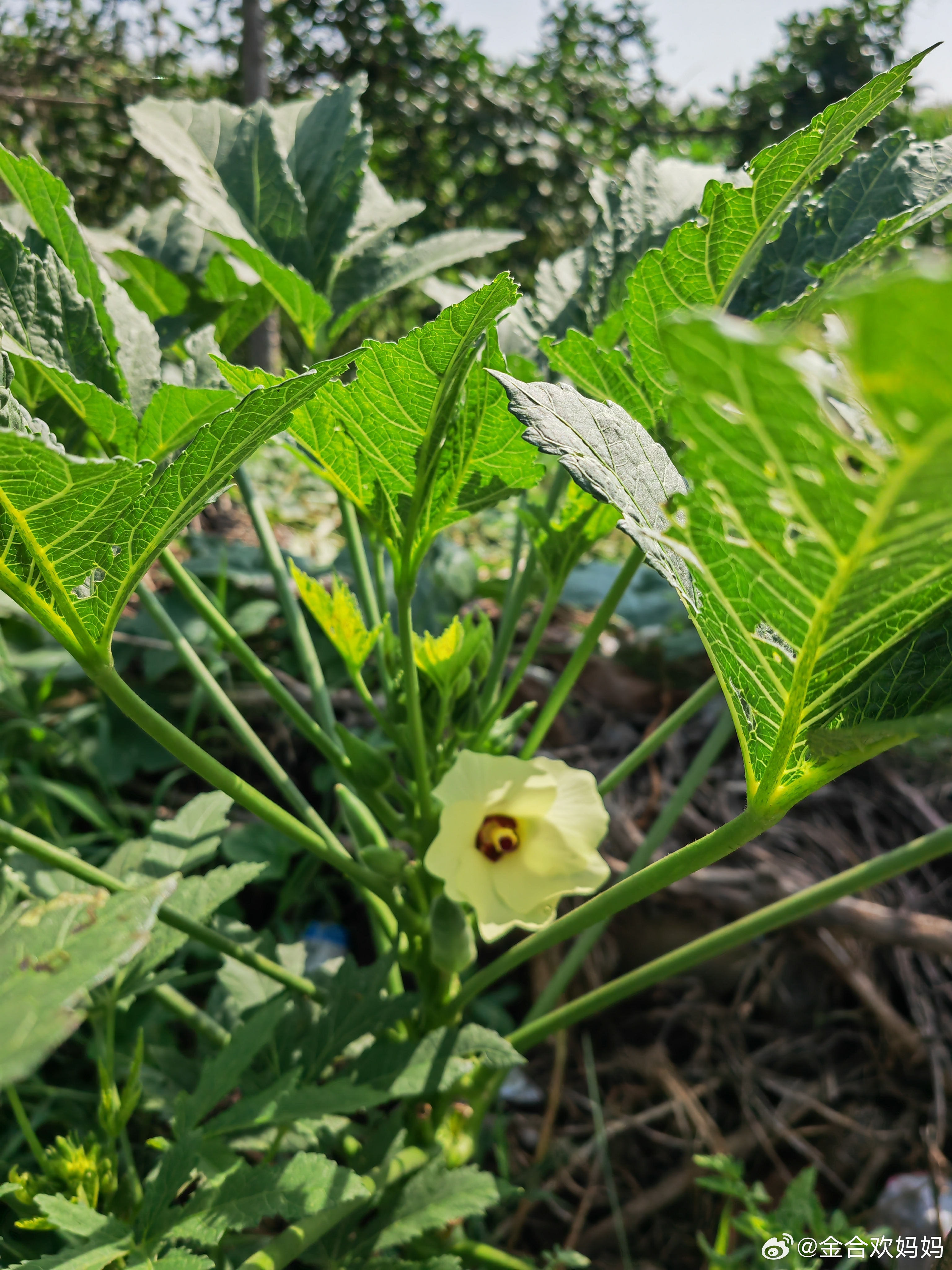 秋葵最新网站，探索植物王国的奥秘与魅力